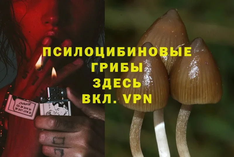 Псилоцибиновые грибы Psilocybe  Исилькуль 